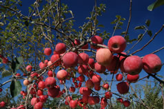 apples