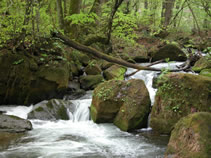 stream